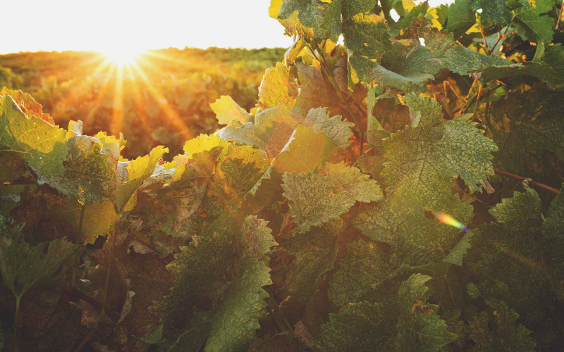 Tailgate | The Birds & the Bees: Supporting Vineyard Biodiversity with Native Plants & Pollinators